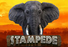 Stampede